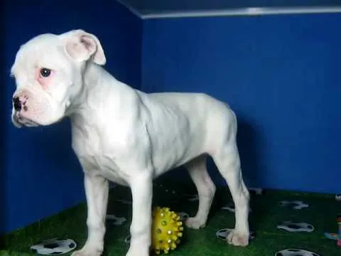 Cachorro de bóxer blanco de 4 meses | Mundo Perro