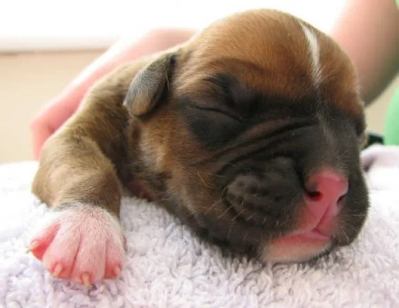 Cachorro bóxer recién nacido | Mundo Perro