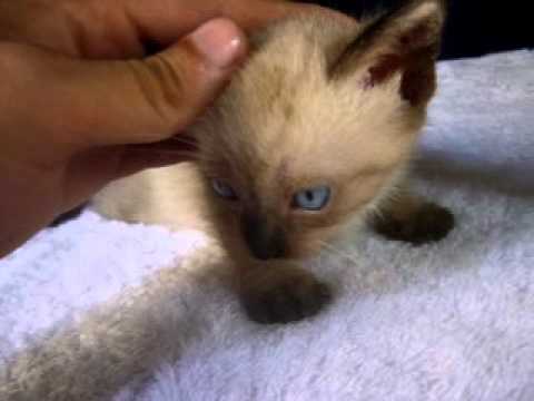 Cachorro de Gato Siames - YouTube