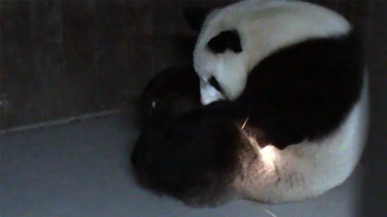 El cachorro de la hembra de oso panda, Hua Zui Ba, llorando ...