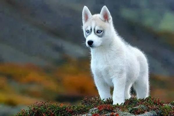 Cachorro de Husky siberiano. | Lobo | Pinterest | Perro Siberiano ...