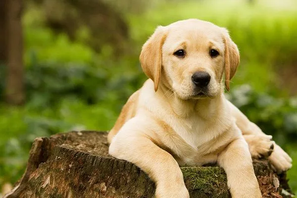 Cachorro Labrador de 6 meses | Mundo Perro