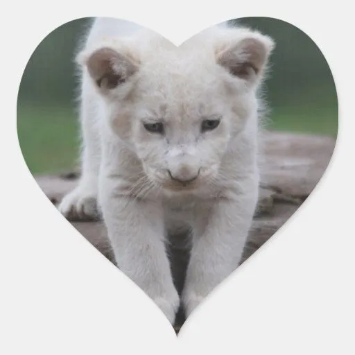 Cachorro de león blanco del bebé pegatina en forma de corazón | Zazzle