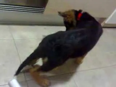 Cachorro de Pastor Aleman con 3 meses y medio - YouTube