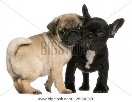 Cachorro de Pug y Bulldog Francés cachorro, 8 semanas de edad ...
