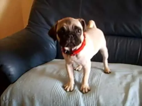 Cachorro Pug Carlino: Shena con 3 meses - YouTube