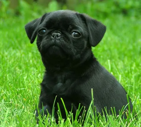 Cachorro de Pug Negro | Mundo Perro