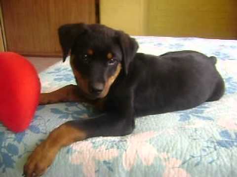 Mi Cachorro Rottweiler TYSON, 4 meses de vida - YouTube