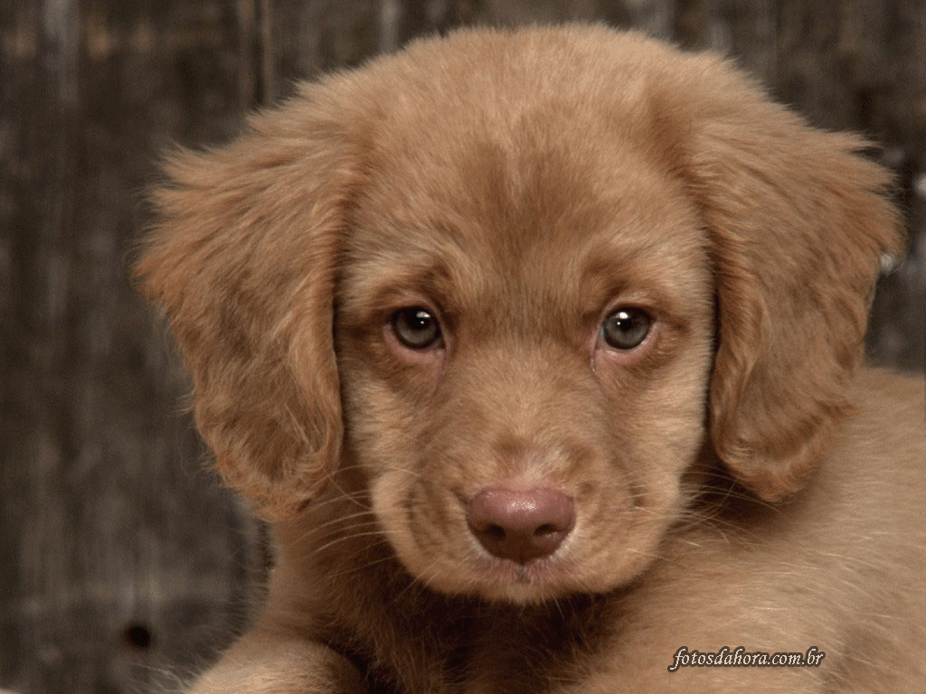 Cachorro White Blue Con Gen Tricolor Pictures Cachorro White Blue Con Gen Tricolor Pictures