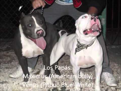 Cachorros American Bully-Pitbull Blue - YouTube