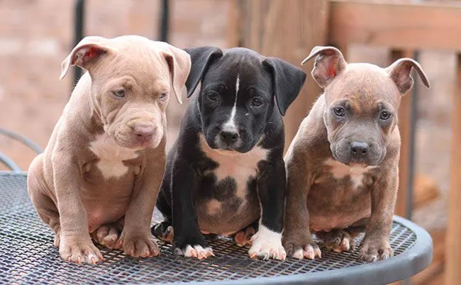 Cachorros de American Pitbull Terrier | Mundo Perro
