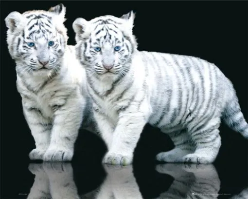 Tigre blanco bebé fondo pantalla - Imagui