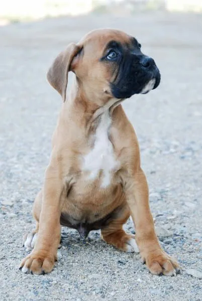Boxer cachorros para su aprobación - Boxer - Perros - Venta Mascotas