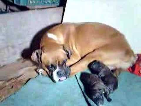 Cachorros de boxer recien nacidos. - YouTube