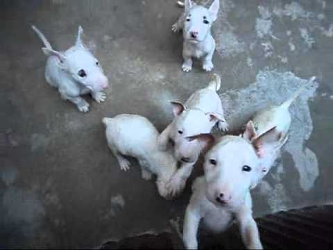 cachorros de bull terrier ingles en venta en oaxaca - YouTube