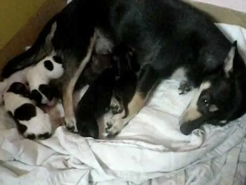 cachorros chihuahuas recien nacidos - YouTube