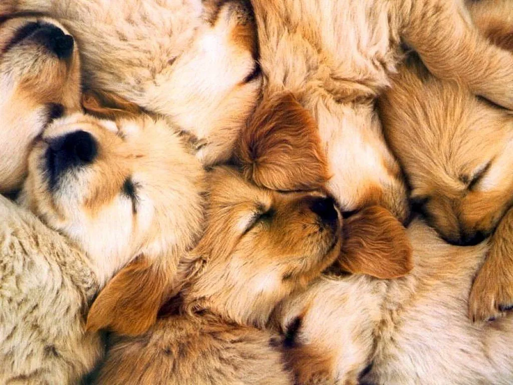 Cachorros durmiendo - Mascotas Yep Cachorros durmiendo - Mascotas Yep