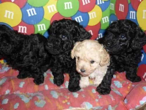 Cachorros french poodle mini toy en venta - Imagui
