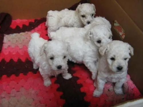 Vendo cachorros french poodle mini toy originales - Antioquia ...