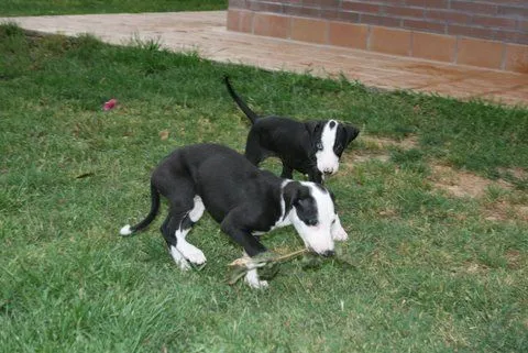 Cachorros de galgos para acogida o adopción(ADOPTADOS) | El blog ...