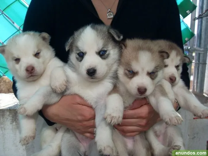 Cachorros Husky Siberiano para Adopción - Albinyana
