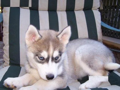 Cachorros Husky Siberiano Precioso - mejor precio | unprecio.es