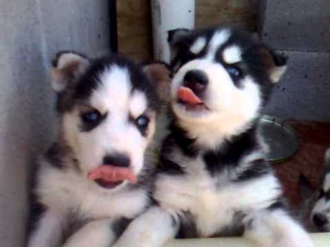 Cachorros Husky Siberiano - YouTube