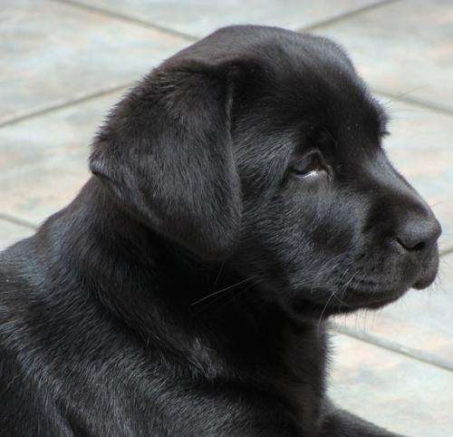 Perros labradores negros bebé - Imagui