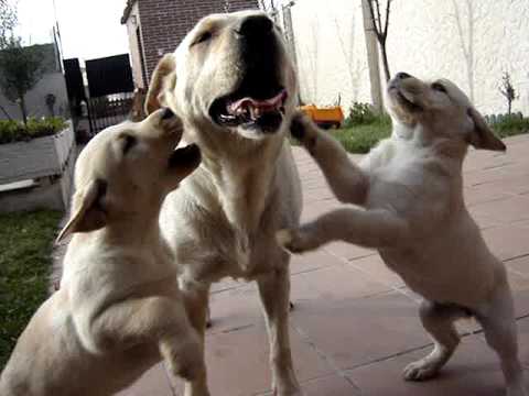 cachorros labrador retriever 2 meses Ciempozuelos - YouTube