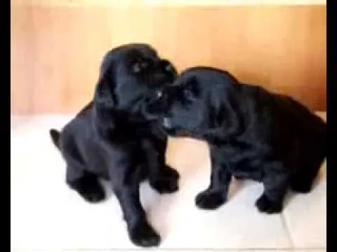 Cachorros Labradores Negros #95 - YouTube