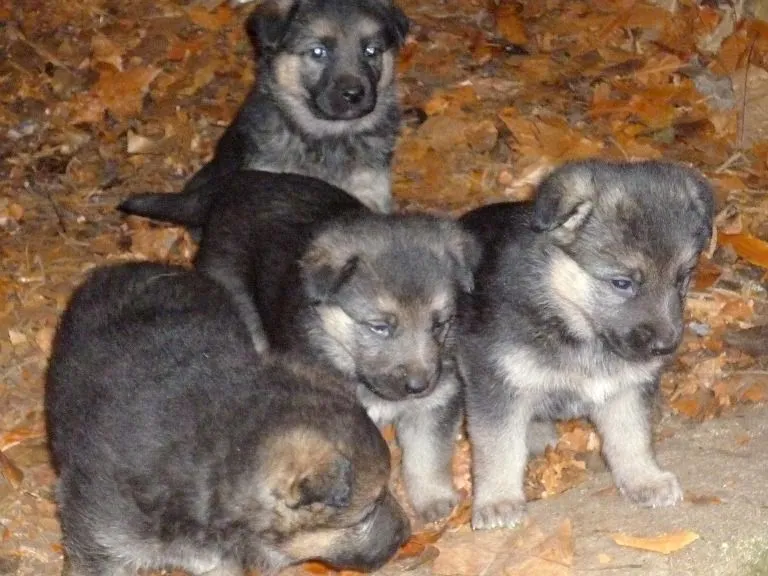 CACHORROS DE PASTOR ALEMÁN EN ADOPCIÓN | Refugio de animales de ... CACHORROS DE PASTOR ALEMÁN EN ADOPCIÓN | Refugio de animales de ...