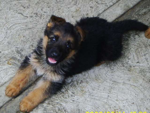 Fotos de PRECIOSOS CACHORROS PASTOR ALEMAN DE DOS MESES - México ... Fotos de PRECIOSOS CACHORROS PASTOR ALEMAN DE DOS MESES - México ...