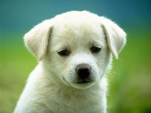 Los cachorros de perrito más bonitos del mundo - Blogodisea