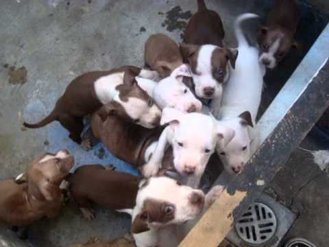 CACHORROS PIT BULL CRUZA RED NOSE Y AMERICAN SE VENDEN - YouTube