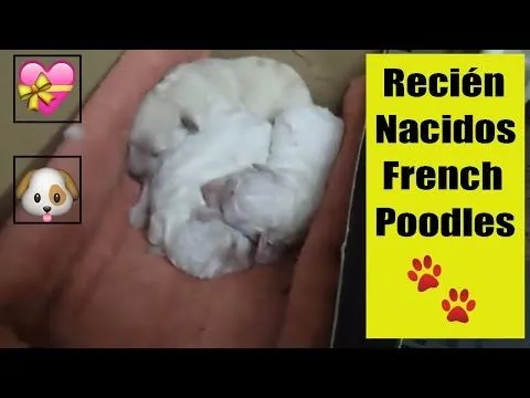 Cachorros Poodle Recien Nacidos- Newborn Puppies - YouTube