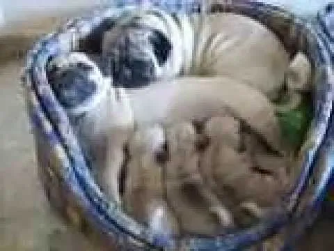 Cachorros Pug carlino: con papá y mamá - YouTube