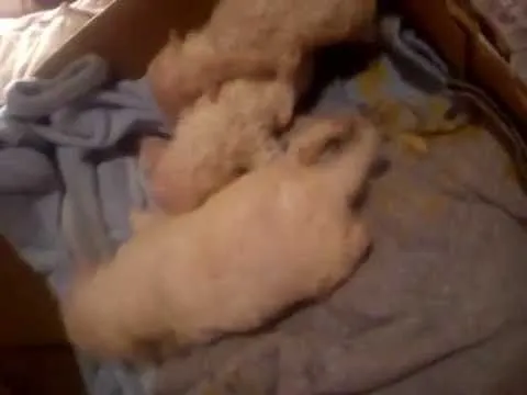 CACHORROS RECIEN NACIDOS French Poodle - YouTube