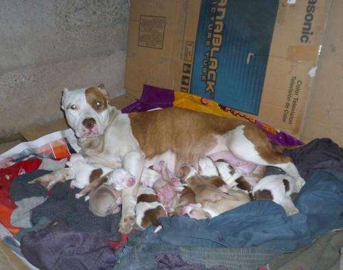 Imagenes de perros pitbull recien nacido - Imagui