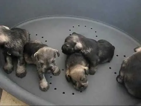 cachorros schnauzer, camada "I" de "Tierra de Olivos" - YouTube