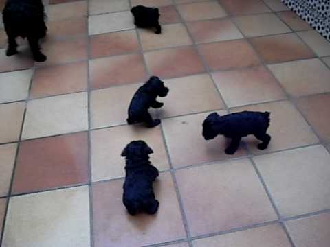cachorros schnauzer jugando en el patio - YouTube