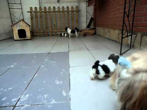 Cachorros Shih-tzu toy de pura raza en venta (Jugando) - YouTube