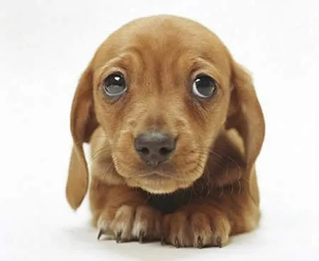 Los cachorros mas tiernos del mundo - Taringa! Los cachorros mas tiernos del mundo - Taringa!