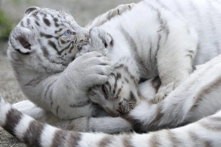 Dos cachorros de tigre blanco juegan en el zoológico Tobu, en la ...
