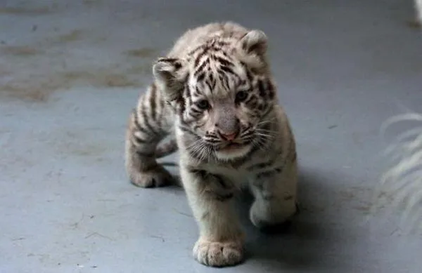 Cachorros de tigre blanco. Precio: 100.000 € | Mascotas.