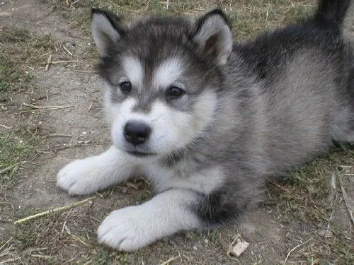 Imagenes de perros alaska cachorros - Imagui