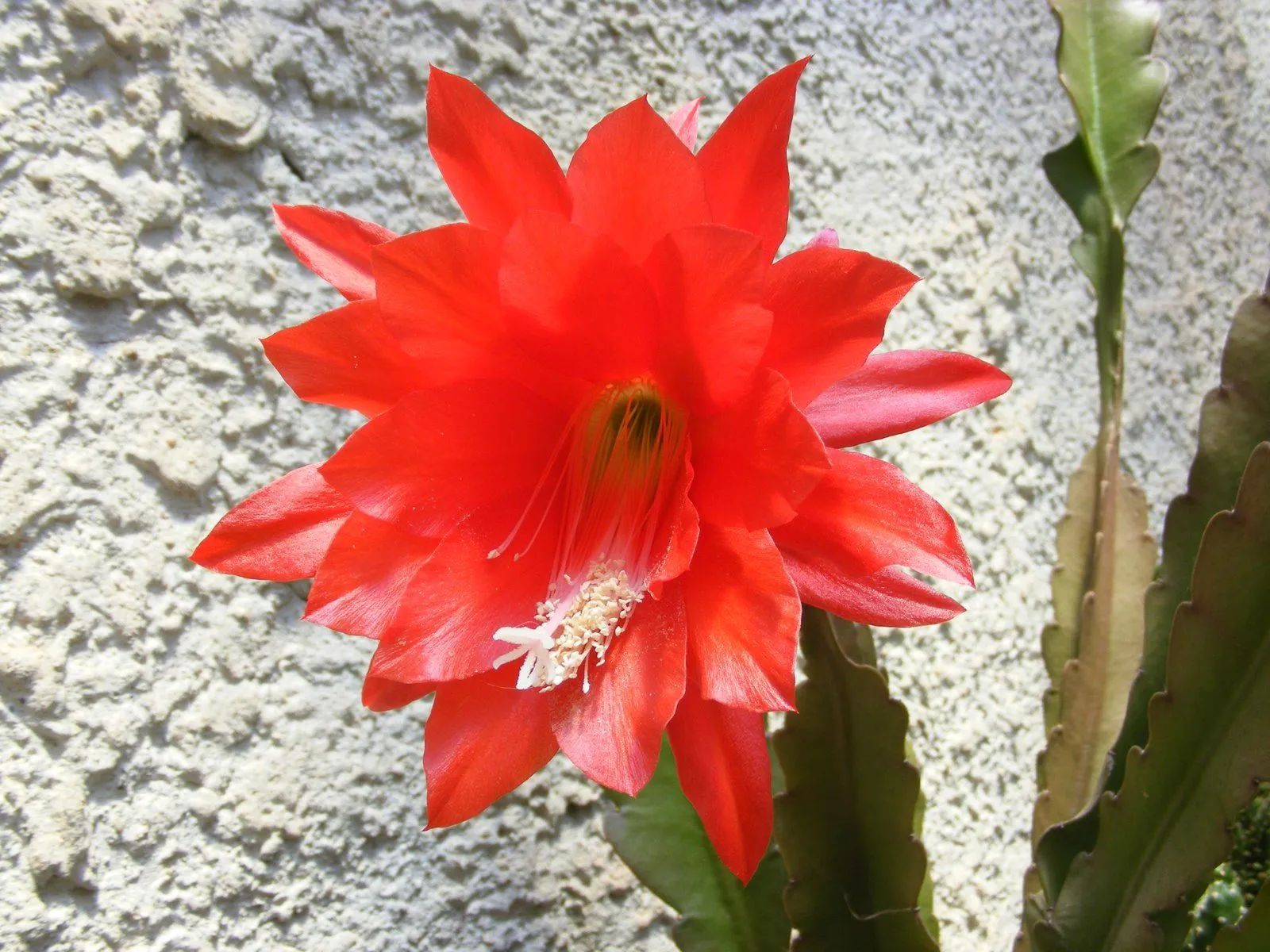 CACTUS: Ayer hizo muy buen día y varios cactus abrieron sus flores... CACTUS: Ayer hizo muy buen día y varios cactus abrieron sus flores...