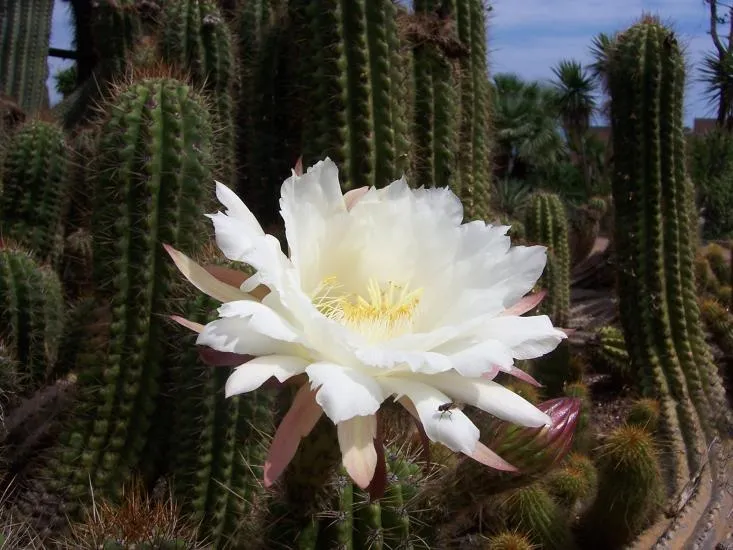 CACTUS CON FLOR BLANCA - Foro de InfoJardín CACTUS CON FLOR BLANCA - Foro de InfoJardín