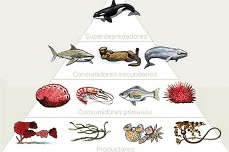 Cadena alimentaria marina - Imagui