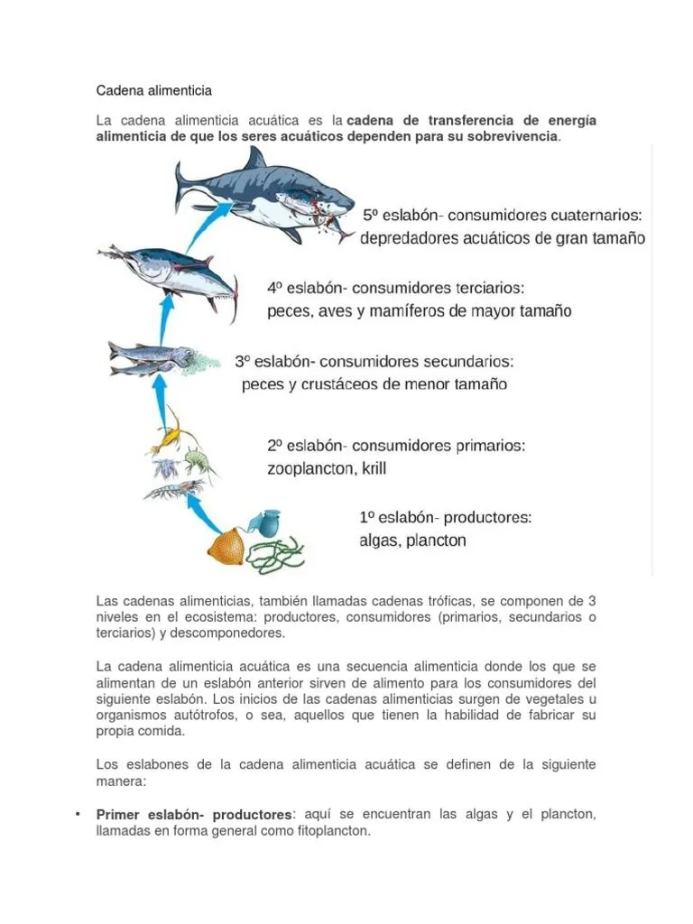 Cadena Alimenticia | PDF | Orca | Organismos