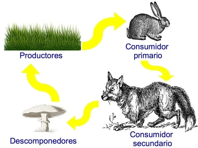 Cadena alimenticia: productores y consumidores (con ejemplos) - Toda Materia